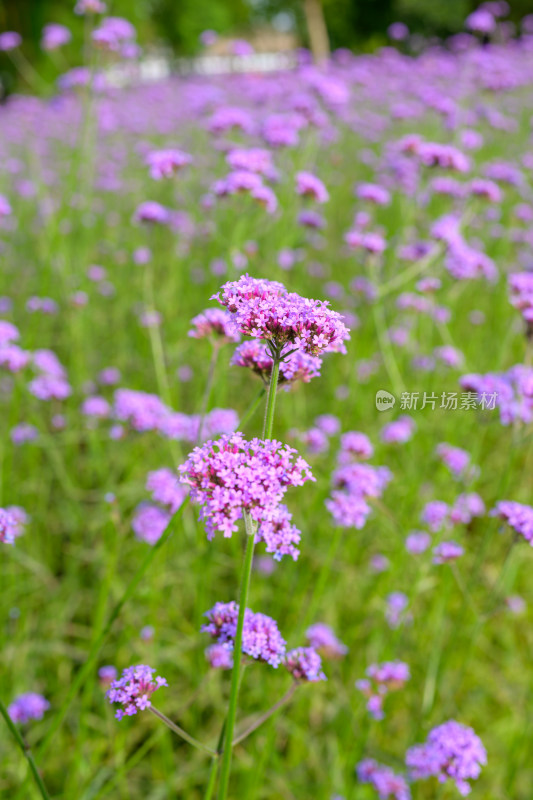 马鞭草的浪漫花海