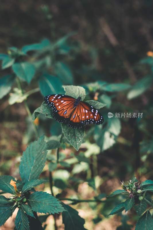 花粉蝴蝶飞翔，美丽的飞虫