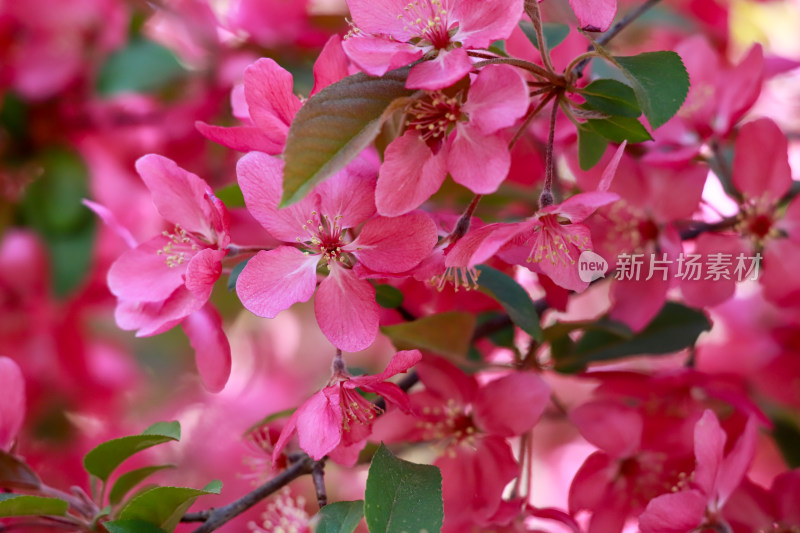 北京元大都海棠花溪