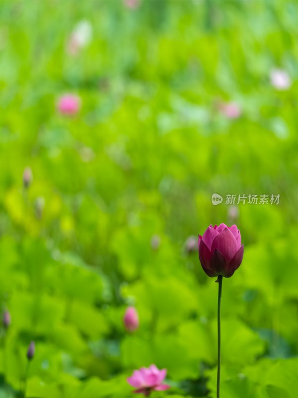 夏季荷塘莲花盛开