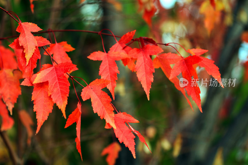 红叶秋叶