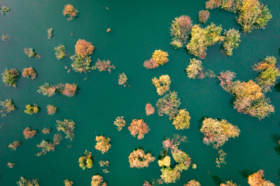 航拍俯视深秋浸泡在湖水中的白桦树林和黄叶
