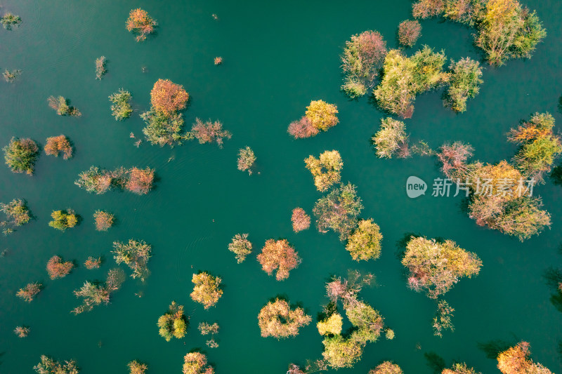 航拍俯视深秋浸泡在湖水中的白桦树林和黄叶