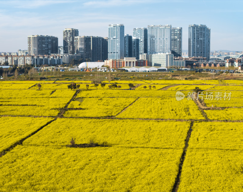 昆明福保村的油菜花