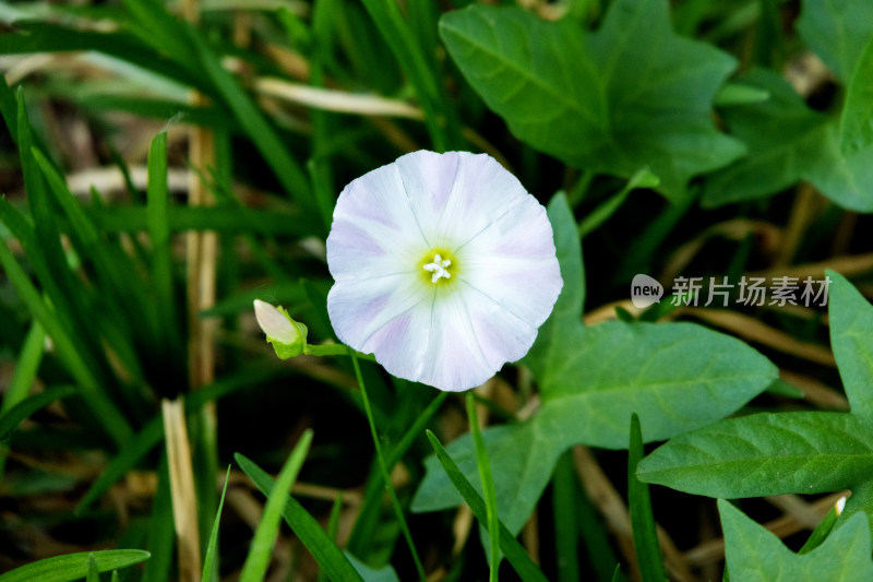 牵牛花打碗花野生牵牛花