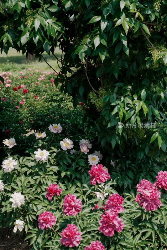 北京国家植物园芍药