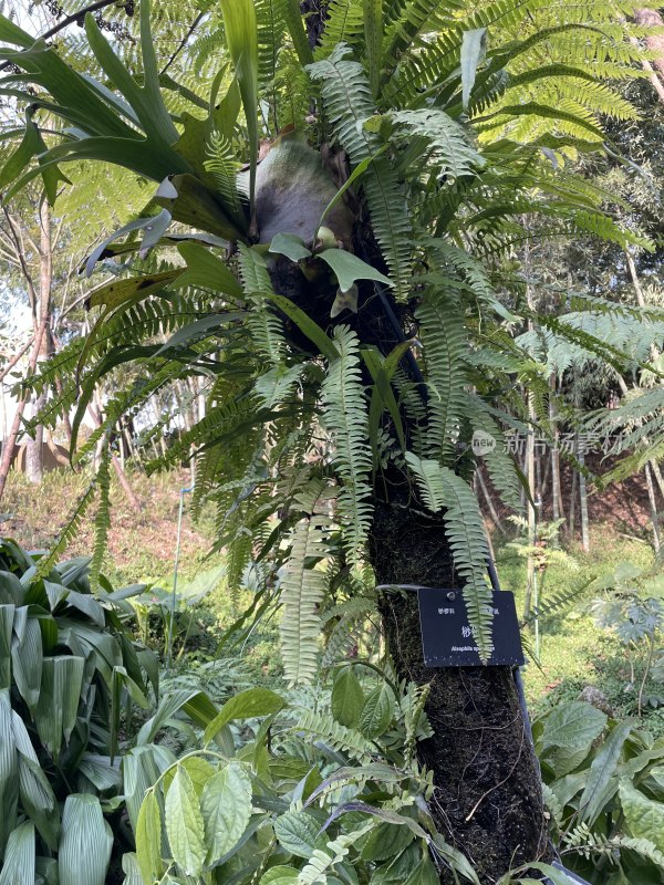 成都植物园里的桫椤