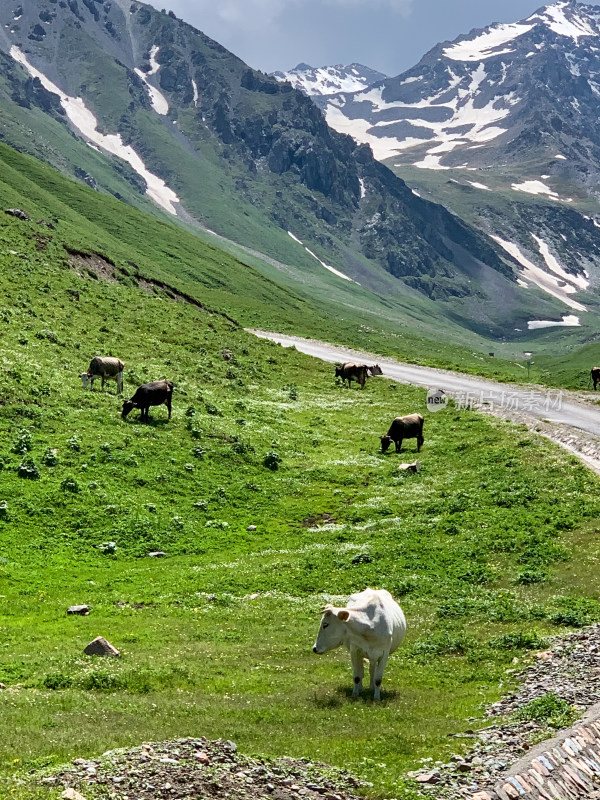 新疆伊犁那拉提草原大自然美景
