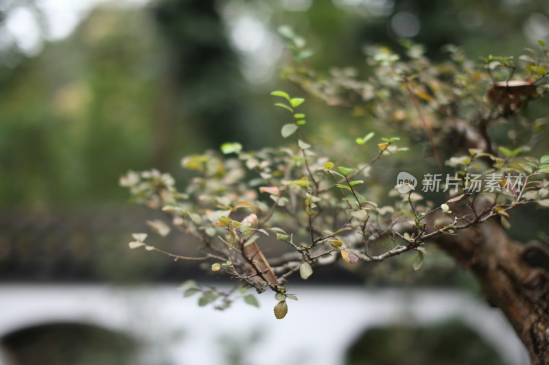 花草花卉