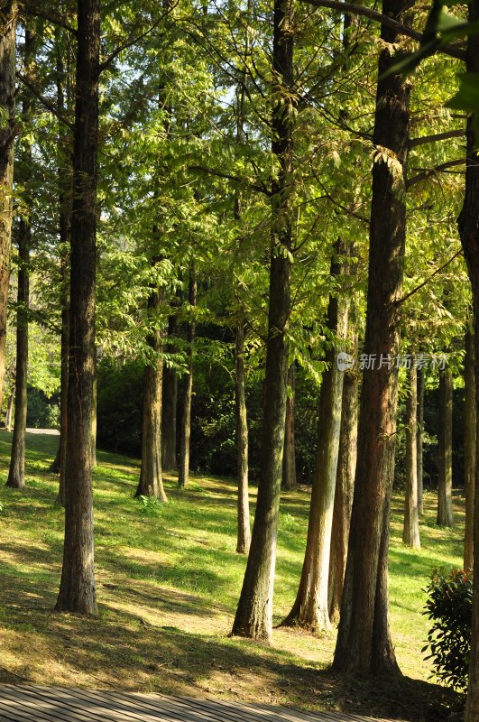 长沙风光  长沙街景 长沙城景  自然风景