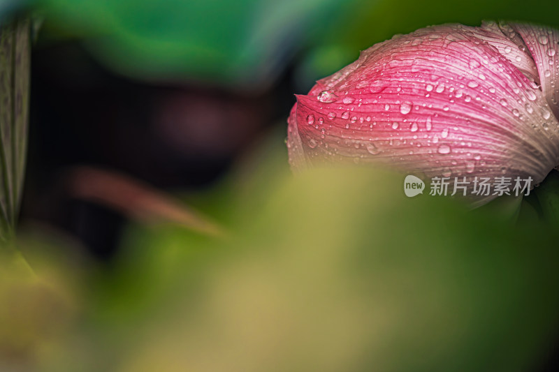 雨后荷花上的水珠