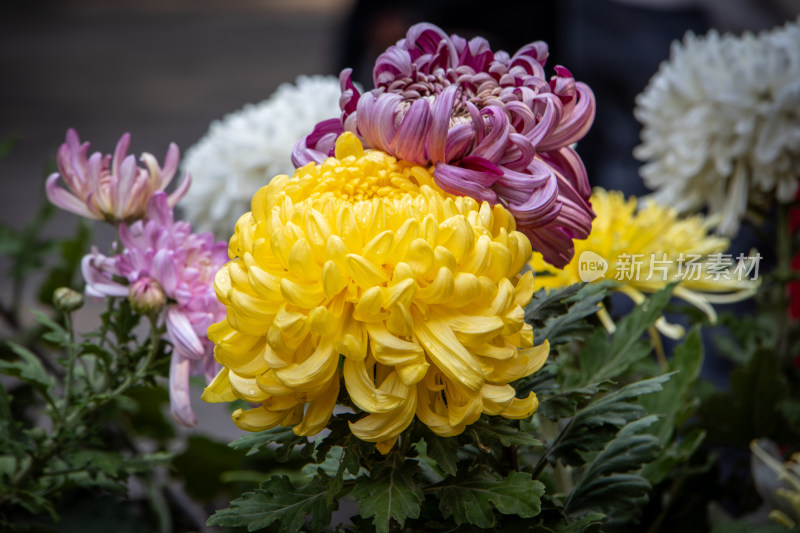 菊花展览各色菊花秋菊盛开