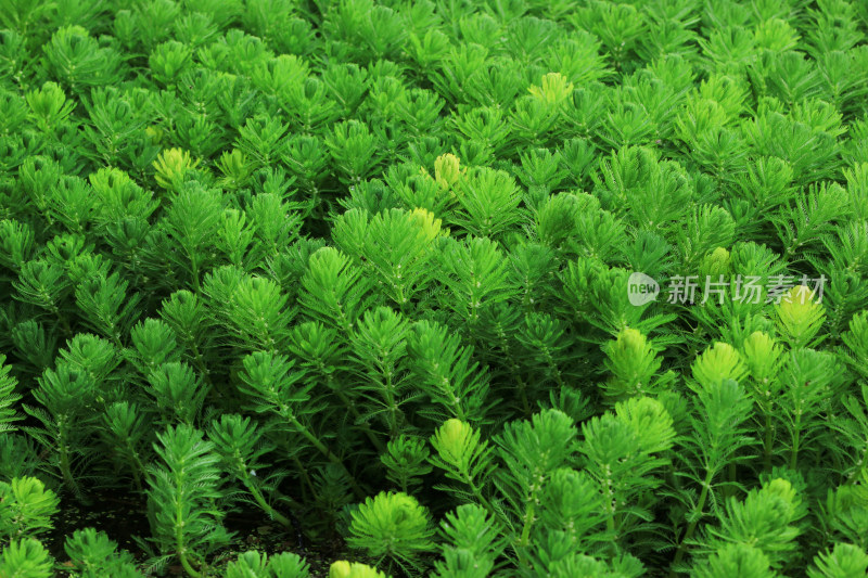 狐尾藻水草水生植物绿色背景