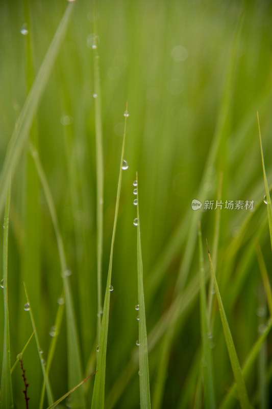 绿草水珠