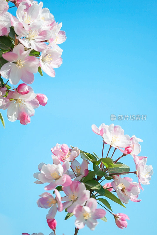 蓝天映衬下的粉色海棠花盛开美景