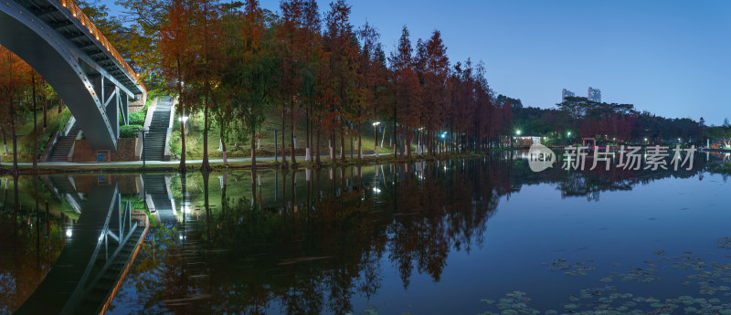 佛山千灯湖南海活水公园落羽杉夜景全景长图