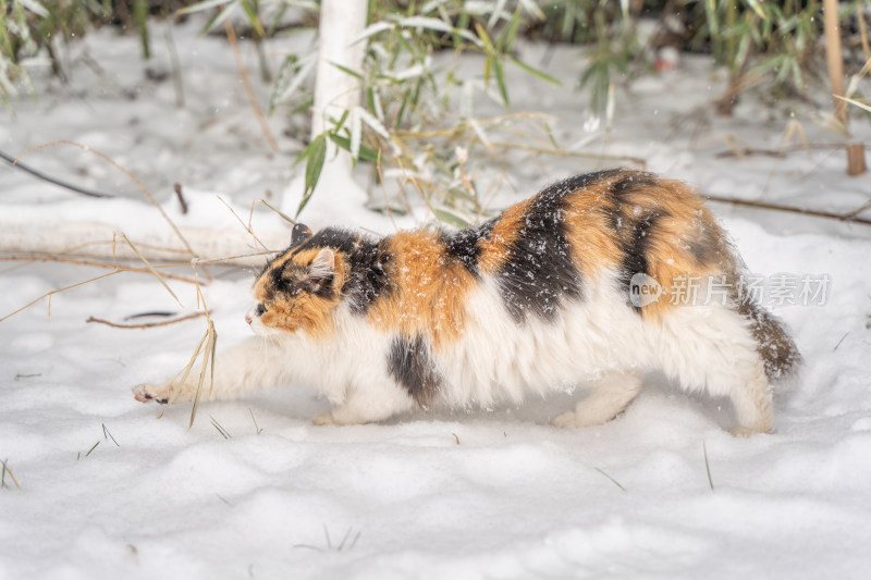 猫在雪天伸懒腰冬季流浪猫雪地锻炼