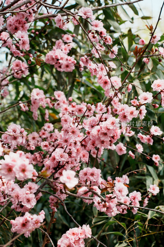 北京玉渊潭公园樱花节樱花