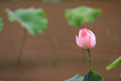 粉嫩莲花盛放