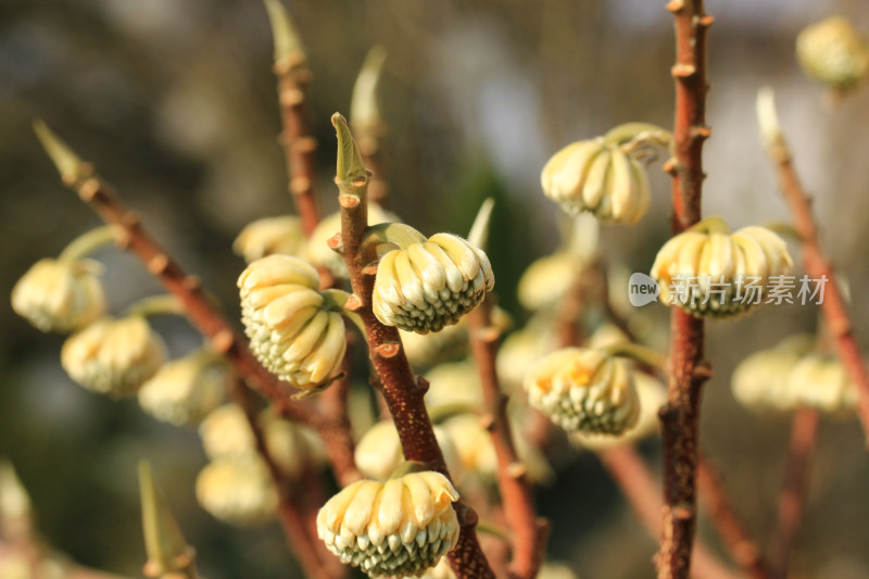 结香花花蕾实拍素材