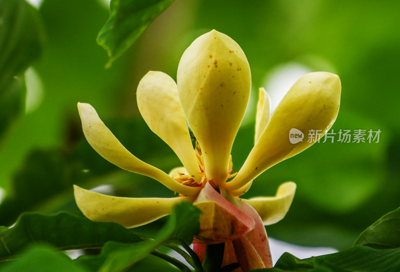 重庆酉阳：芭蕉