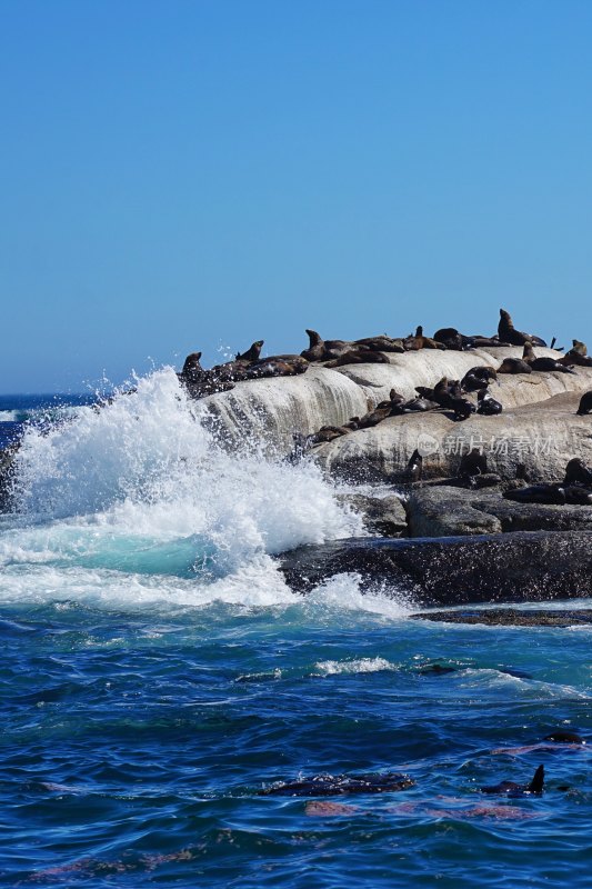 南非开普敦，海豹岛/德克岛，Duiker Island