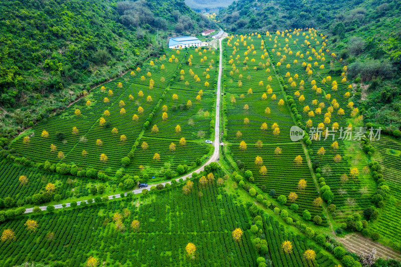 广东清远英德茶园茶场春天采茶风光航拍