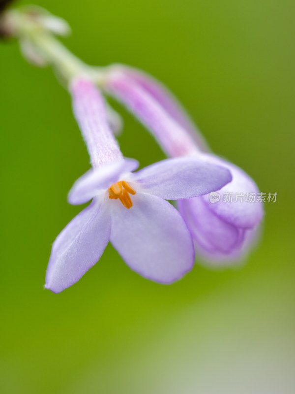 春天的芫花特写