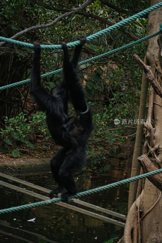 黑叶猴攀爬树干场景