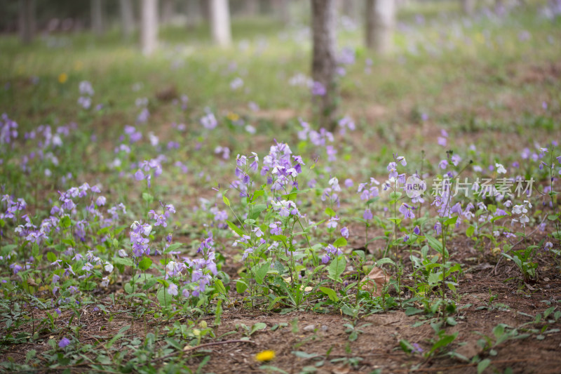 春天公园里的野花诸葛菜