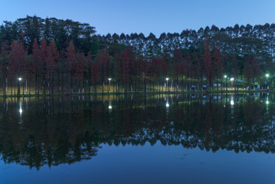 佛山千灯湖南海活水公园落羽杉林黄昏夜色