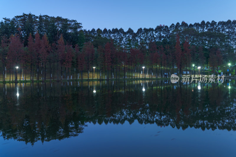 佛山千灯湖南海活水公园落羽杉林黄昏夜色