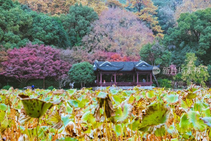 浙江杭州西湖风景名胜区秋景