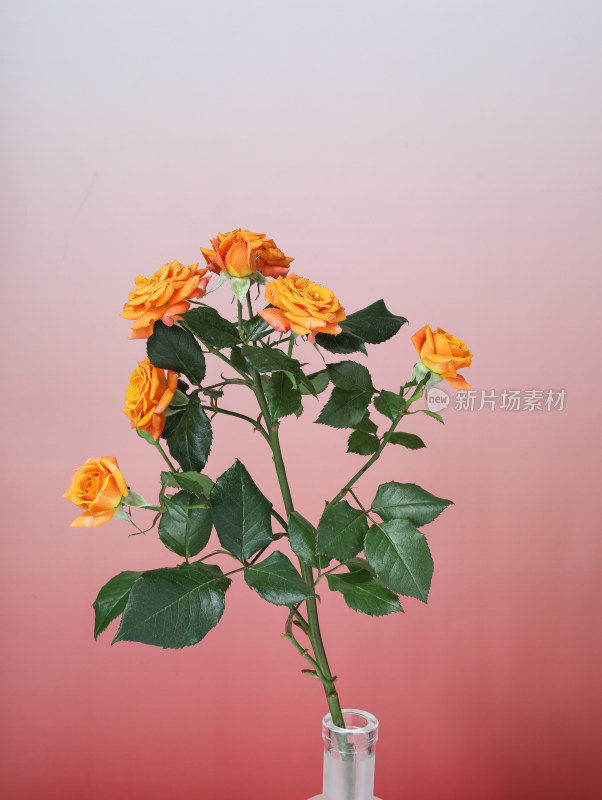 色彩浓烈的一束情人节玫瑰花