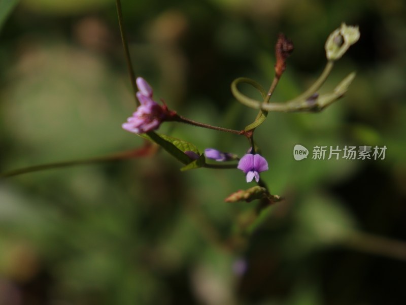 特写紫色小花与藤蔓