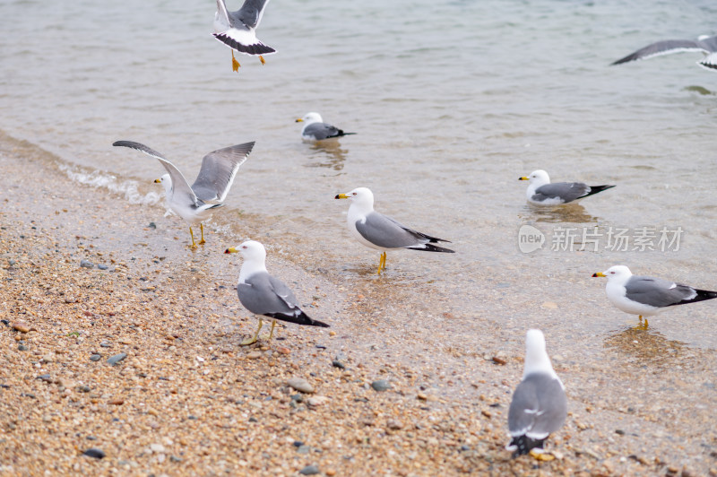 海滩边的海鸥