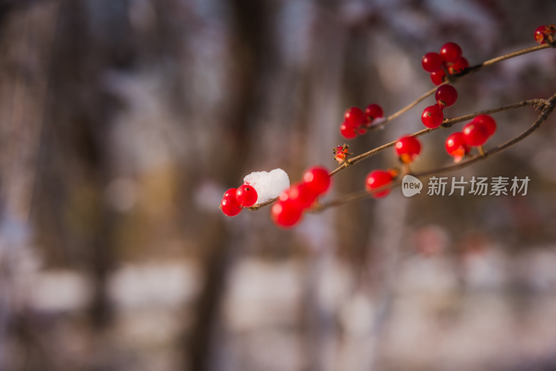 冬日红色浆果上的雪花背景