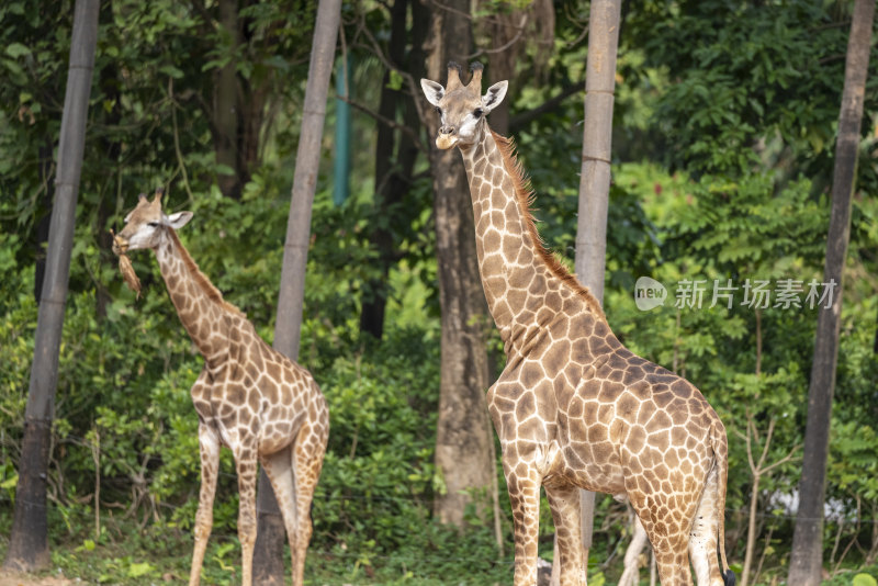 广州长隆野生动物园里的长颈鹿