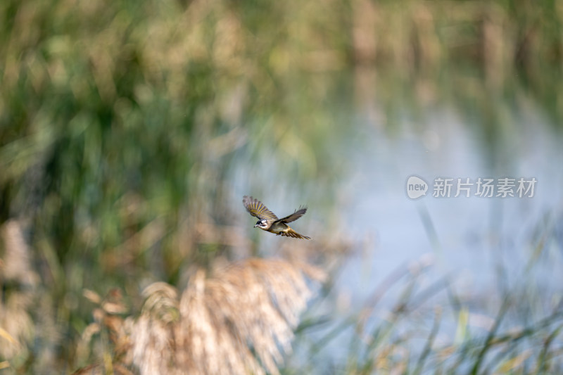 白头鹎（Pycnonotus sinensis）