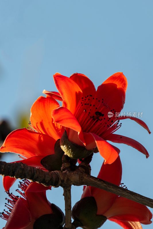 春天南粤盛开的木棉花