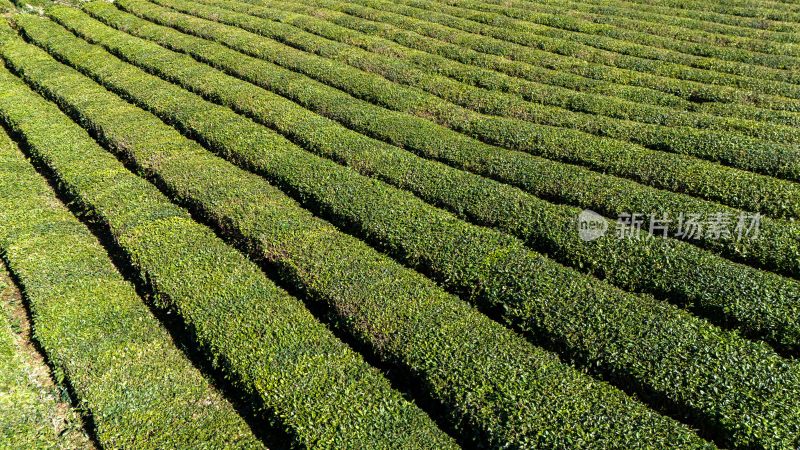 绿茶、茶园