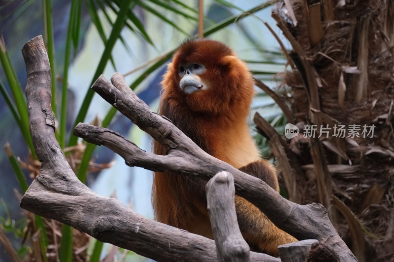 金丝猴坐树枝特写