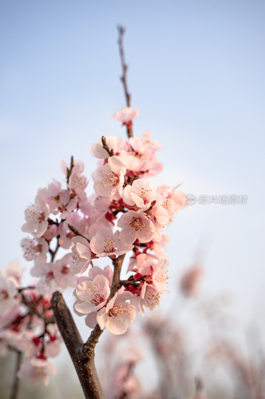 春天的桃花杏花