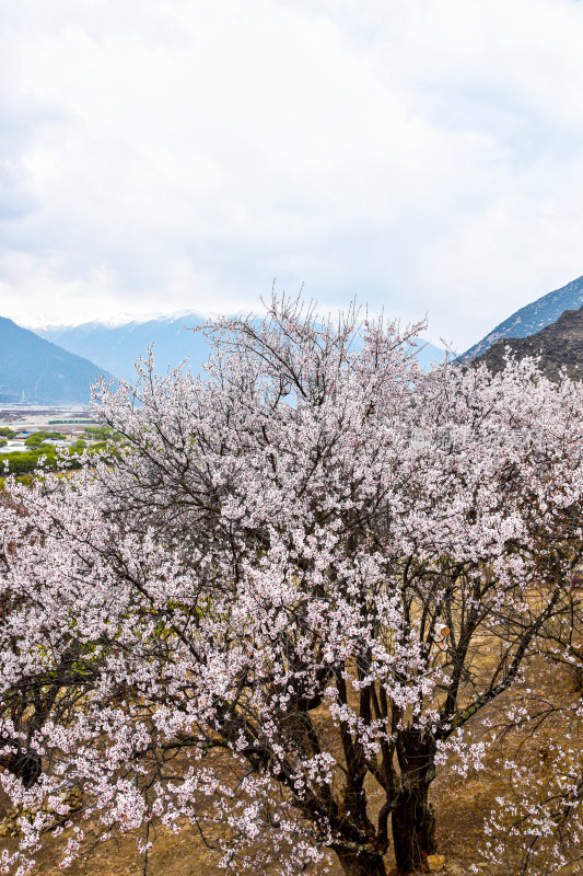 林芝波密桃花