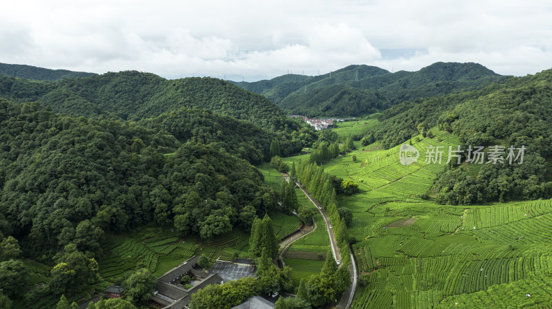 杭州西湖龙井产地梅家坞云雾茶园