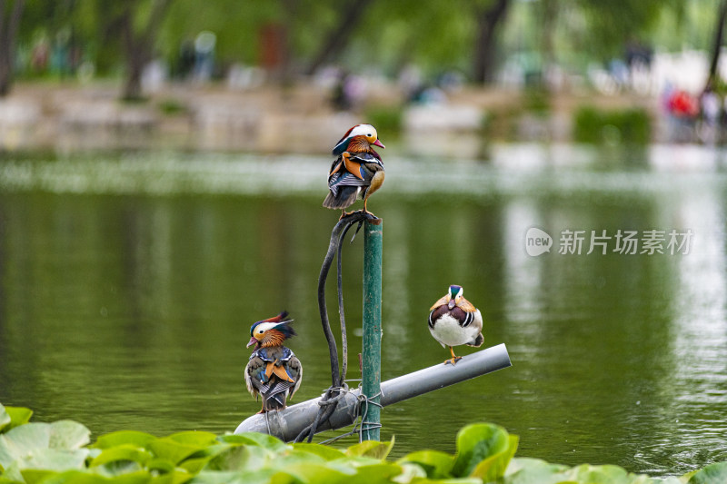 北京玉渊潭鸳鸯