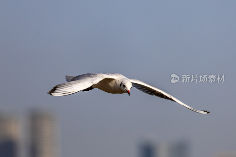 海鸥、红嘴鸥