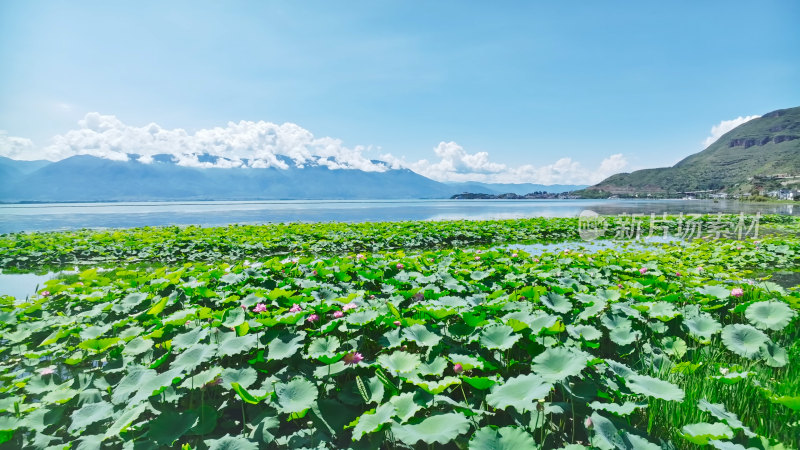 云南大理苍山洱海荷花