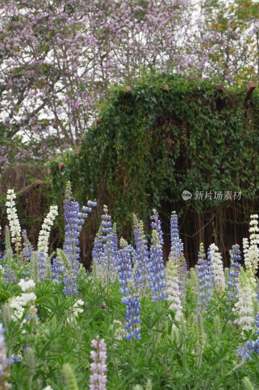 千灯湖多彩羽扇豆花特写