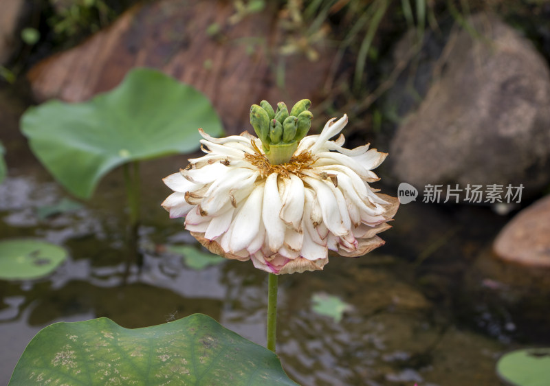 夏日炎炎池塘里盛开荷花随风送来香气